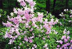 Madame Butterfly Azalea (Rhododendron 'Madame Butterfly') at Colonial Gardens