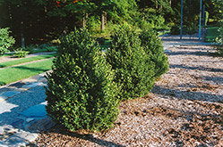 Green Mountain Boxwood (Buxus 'Green Mountain') at Colonial Gardens