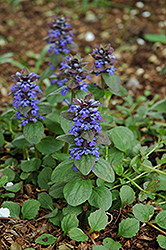 Caitlin's Giant Bugleweed (Ajuga reptans 'Caitlin's Giant') at Colonial Gardens