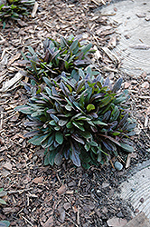 Chocolate Chip Bugleweed (Ajuga reptans 'Chocolate Chip') at Colonial Gardens