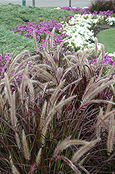 Purple Fountain Grass (Pennisetum setaceum 'Rubrum') at Colonial Gardens