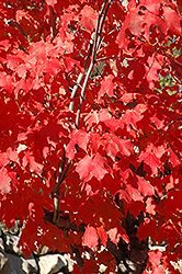 Fall Red Sugar Maple (Acer saccharum 'Fall Red') at Colonial Gardens