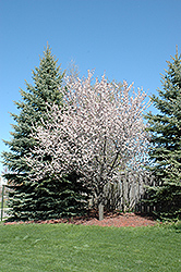 Newport Plum (Prunus cerasifera 'Newport') at Colonial Gardens