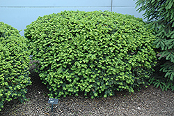 Densiformis Yew (Taxus x media 'Densiformis') at Colonial Gardens