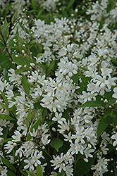 Nikko Deutzia (Deutzia gracilis 'Nikko') at Colonial Gardens