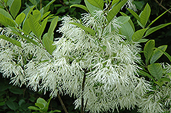 White Fringetree (Chionanthus virginicus) at Colonial Gardens