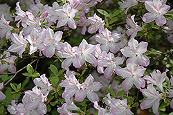 Madame Butterfly Azalea (Rhododendron 'Madame Butterfly') at Colonial Gardens
