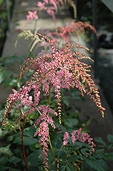 Ostrich Plume Astilbe (Astilbe x arendsii 'Ostrich Plume') at Colonial Gardens