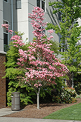 Cherokee Brave Flowering Dogwood (Cornus florida 'Cherokee Brave') at Colonial Gardens