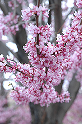 Eastern Redbud (Cercis canadensis) at Colonial Gardens