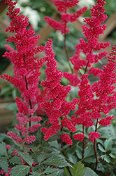 Fanal Astilbe (Astilbe x arendsii 'Fanal') at Colonial Gardens