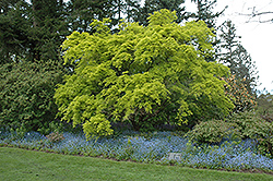 Aureum Japanese Maple (Acer palmatum 'Aureum') at Colonial Gardens