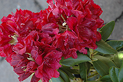 Double Besse Rhododendron (Rhododendron 'Double Besse') at Colonial Gardens