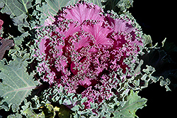 Pink Kale (Brassica oleracea var. acephala 'Pink') at Colonial Gardens