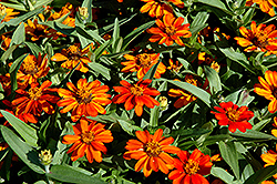 Profusion Orange Zinnia (Zinnia 'Profusion Orange') at Colonial Gardens