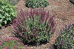 New Dimension Rose Meadow Sage (Salvia nemorosa 'New Dimension Rose') at Colonial Gardens