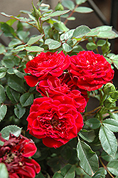 Red Sunblaze Rose (Rosa 'Meirutral') at Colonial Gardens