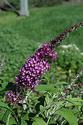 Buzz Pink Purple Butterfly Bush (Buddleia davidii 'Buzz Pink Purple') at Colonial Gardens