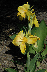 Tropical Yellow Canna (Canna 'Tropical Yellow') at Colonial Gardens