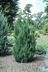 Blue Point Juniper (Juniperus chinensis 'Blue Point') at Colonial Gardens