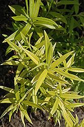 Golden Sunshine Willow (Salix sachalinensis 'Golden Sunshine') at Colonial Gardens