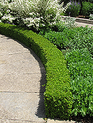 Green Velvet Boxwood (Buxus 'Green Velvet') at Colonial Gardens