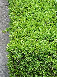 Green Velvet Boxwood (Buxus 'Green Velvet') at Colonial Gardens