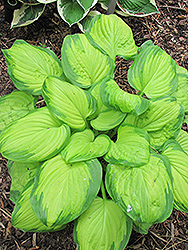 Stained Glass Hosta (Hosta 'Stained Glass') at Colonial Gardens