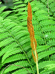 Cinnamon Fern (Osmunda cinnamomea) at Colonial Gardens