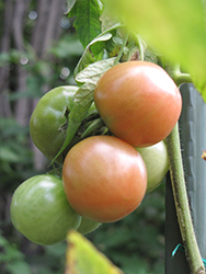 Better Boy Tomato (Solanum lycopersicum 'Better Boy') at Colonial Gardens