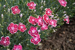 Fire And Ice Pinks (Dianthus 'Fire And Ice') at Colonial Gardens