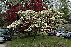 Cloud 9 Flowering Dogwood (Cornus florida 'Cloud 9') at Colonial Gardens
