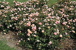 Apricot Drift Rose (Rosa 'Meimirrote') at Colonial Gardens