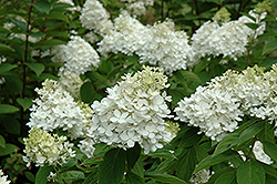 Fire And Ice Hydrangea (Hydrangea paniculata 'Wim's Red') at Colonial Gardens