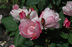 Blushing Knock Out Rose (Rosa 'Radyod') at Colonial Gardens