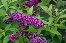 Crown Jewels Butterfly Bush (Buddleia 'Crown Jewels') at Colonial Gardens