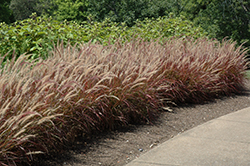 Purple Fountain Grass (Pennisetum setaceum 'Rubrum') at Colonial Gardens