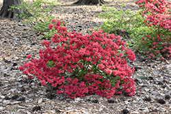 Girard's Crimson Azalea (Rhododendron 'Girard's Crimson') at Colonial Gardens