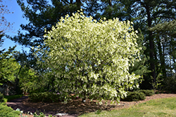 White Fringetree (Chionanthus virginicus) at Colonial Gardens
