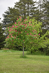 Fort McNair Red Horse Chestnut (Aesculus x carnea 'Fort McNair') at Colonial Gardens