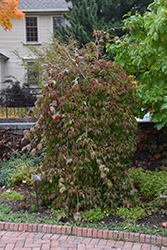 Lustgarten's Weeping Chinese Dogwood (Cornus kousa 'Lustgarten's Weeping') at Colonial Gardens