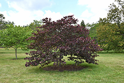 Forest Pansy Redbud (Cercis canadensis 'Forest Pansy') at Colonial Gardens