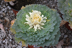 Osaka White Ornamental Cabbage (Brassica oleracea 'Osaka White') at Colonial Gardens