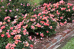 Peach Drift Rose (Rosa 'Meiggili') at Colonial Gardens