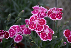 Fire And Ice Pinks (Dianthus 'Fire And Ice') at Colonial Gardens