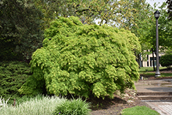Cutleaf Japanese Maple (Acer palmatum 'Dissectum Viridis') at Colonial Gardens