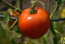Better Boy Tomato (Solanum lycopersicum 'Better Boy') at Colonial Gardens