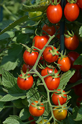 Grape Tomato (Generic) (Solanum lycopersicum 'Grape') at Colonial Gardens