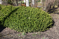 Winter Gem Boxwood (Buxus microphylla 'Winter Gem') at Colonial Gardens