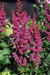 Visions in Red Chinese Astilbe (Astilbe chinensis 'Visions in Red') at Colonial Gardens